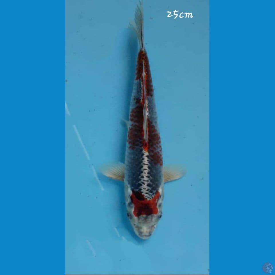 Beni ginga 25cm