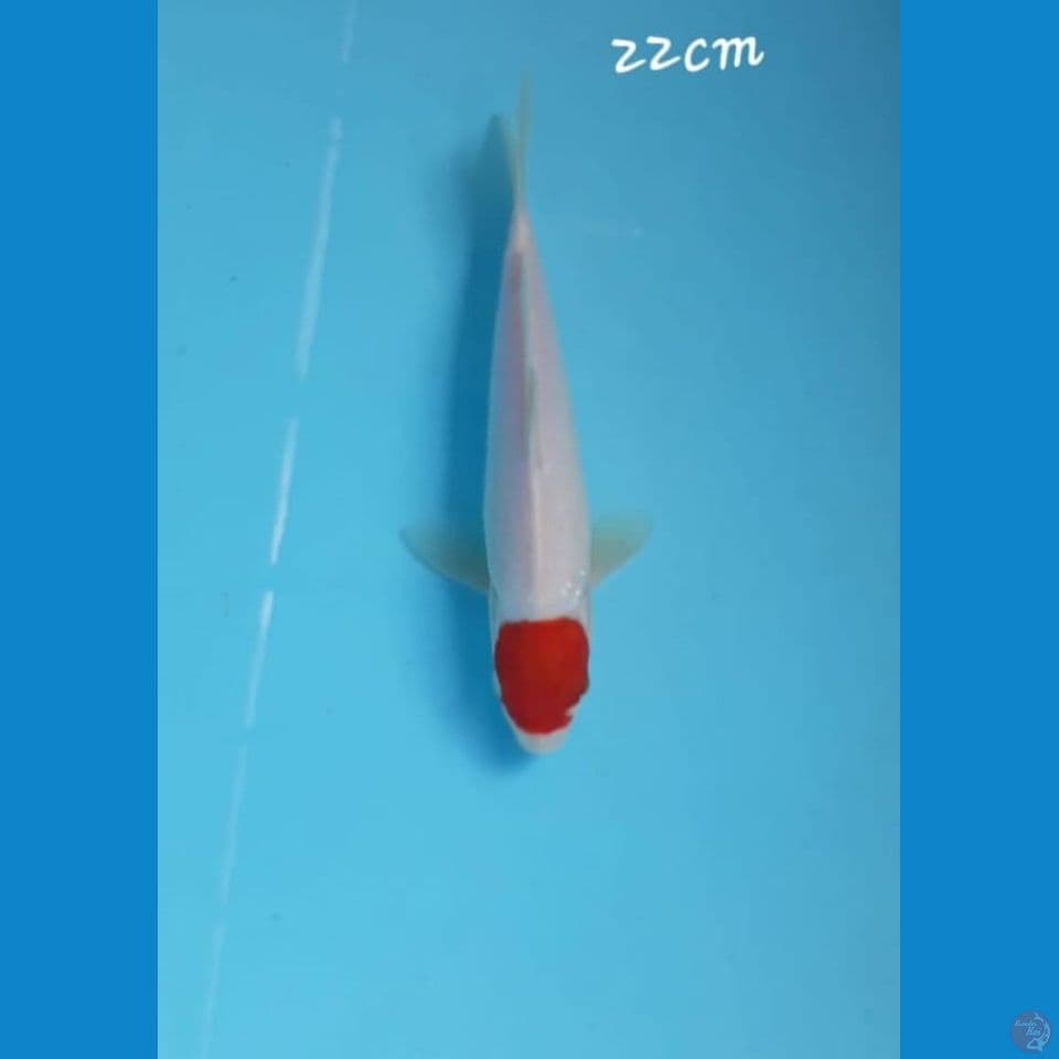 Tancho Kohaku 22cm