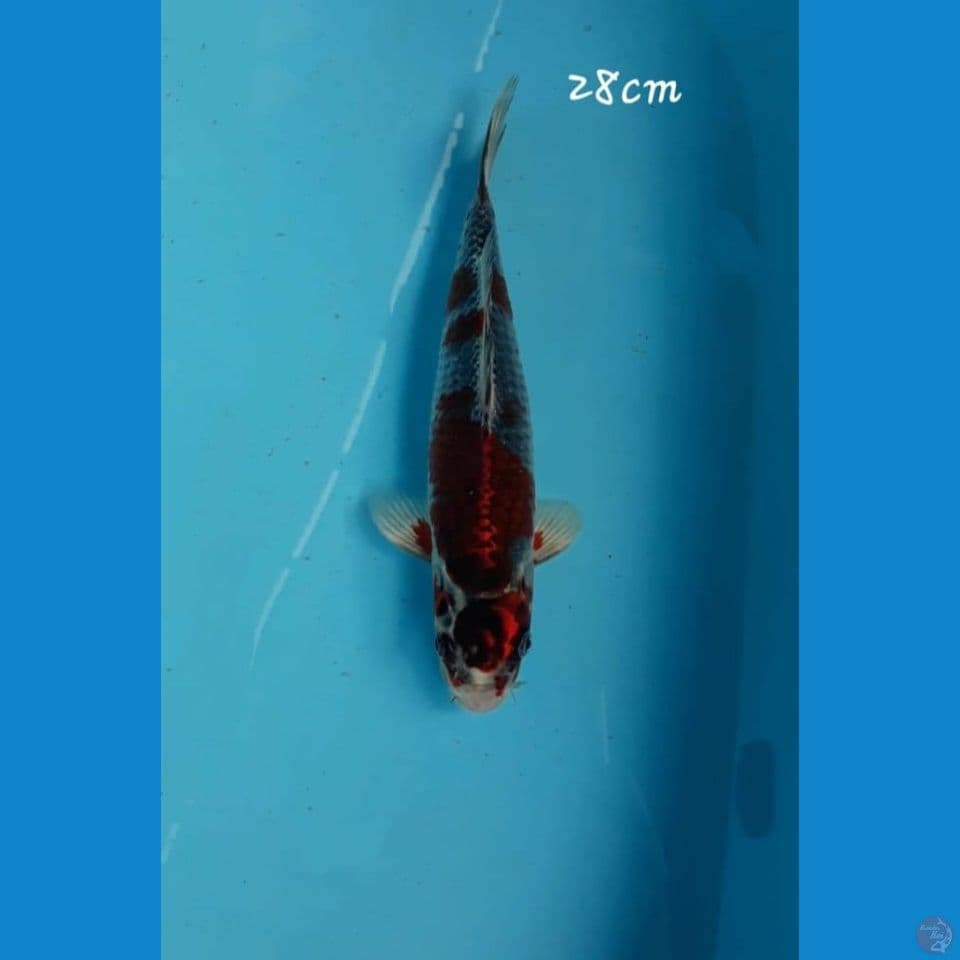 Beni ginga 28cm