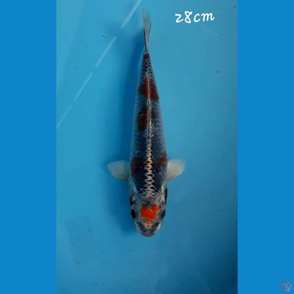 Beni ginga 28cm