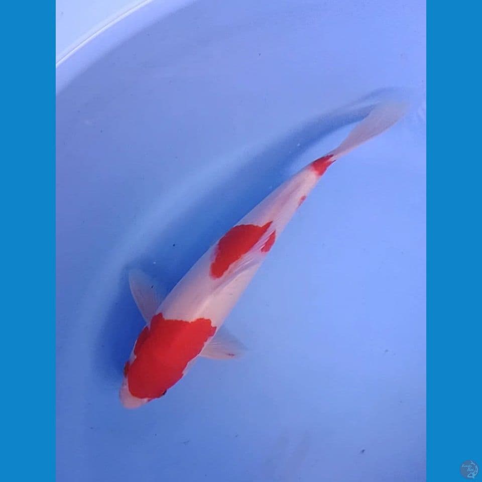kohaku size : 25 cm m