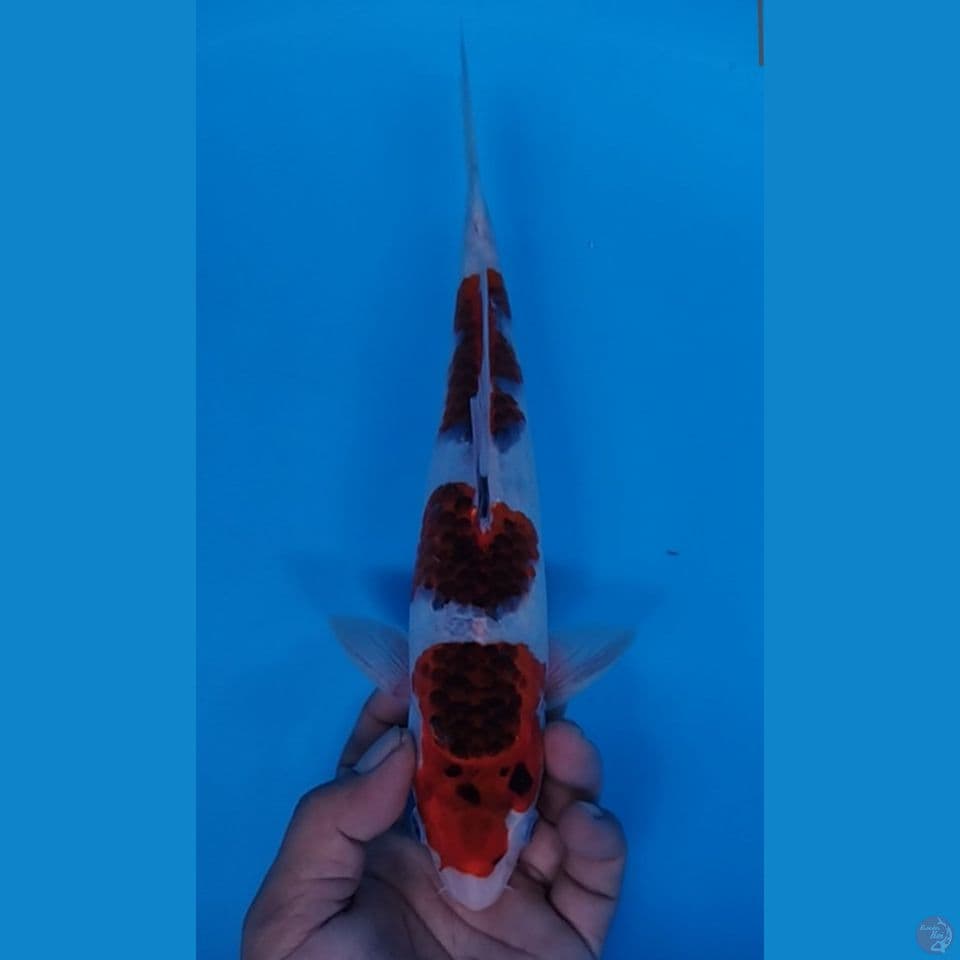GOROMO 29CM