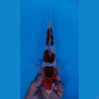 GOROMO 29CM