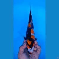 SHOWA 30CM