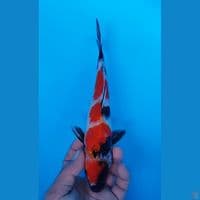 SHOWA 27CM JANTAN