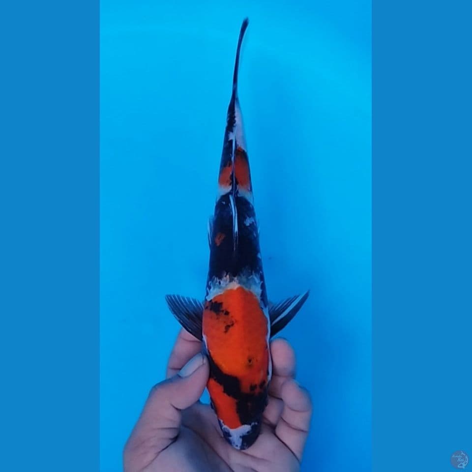 SHOWA 29CM JANTAN