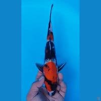 SHOWA 29CM JANTAN