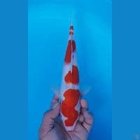 INA KOHAKU 32CM JANTAN