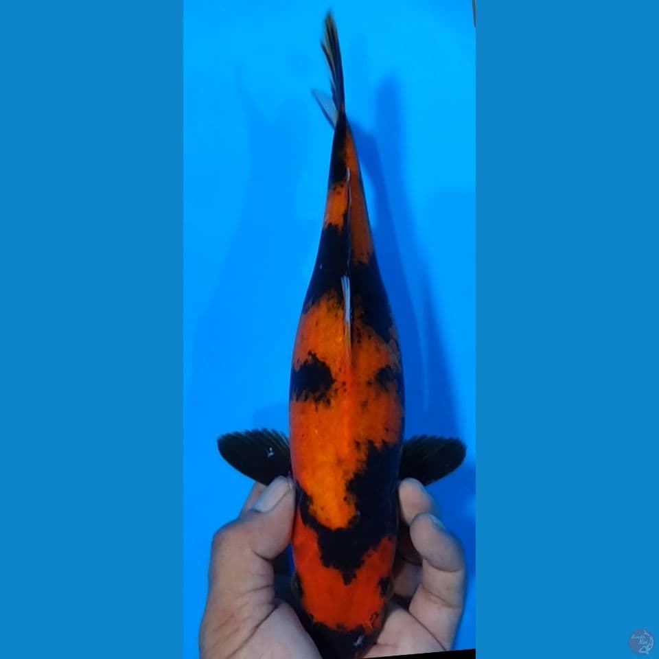 HIUTSURI 31CM