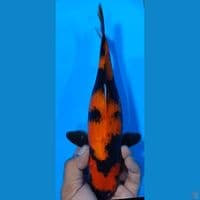 HIUTSURI 31CM