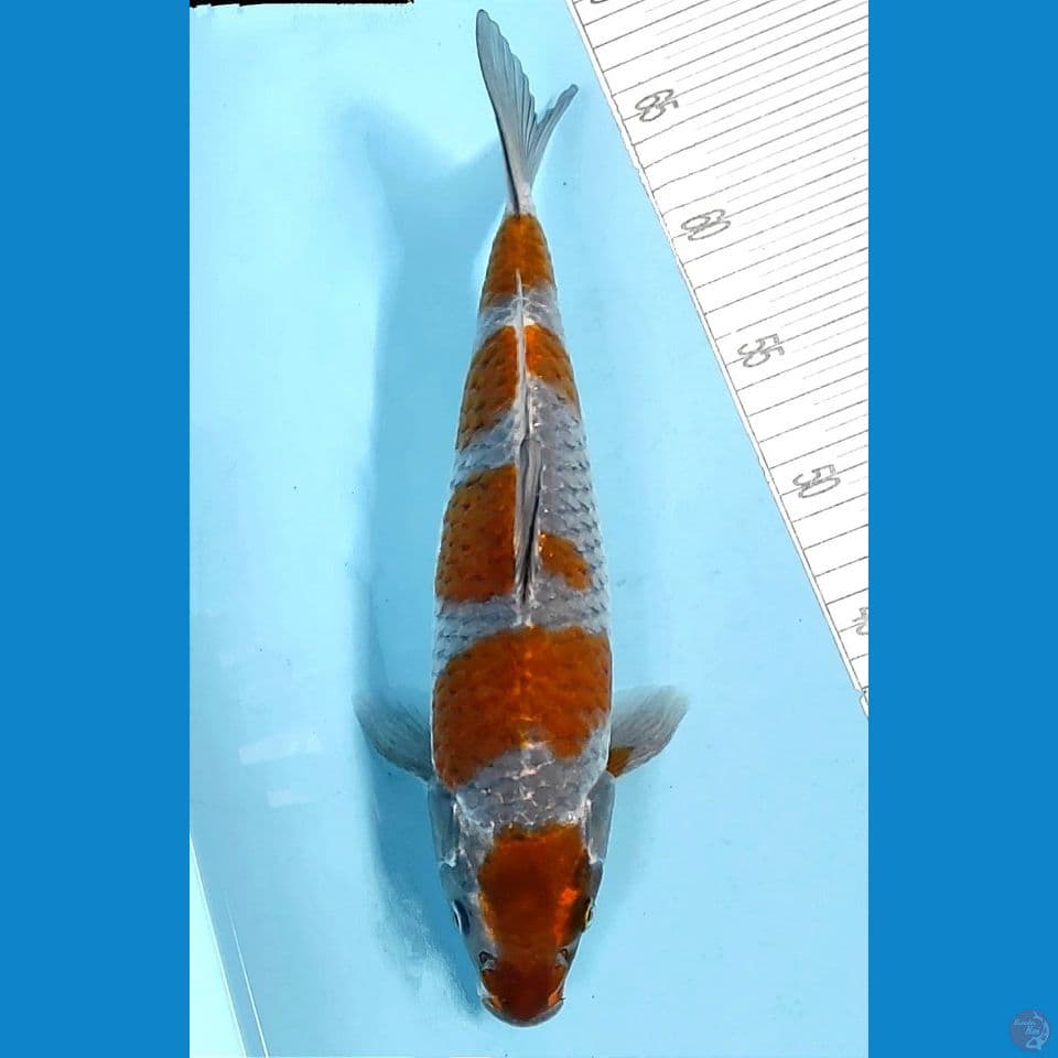 kogane 34cm