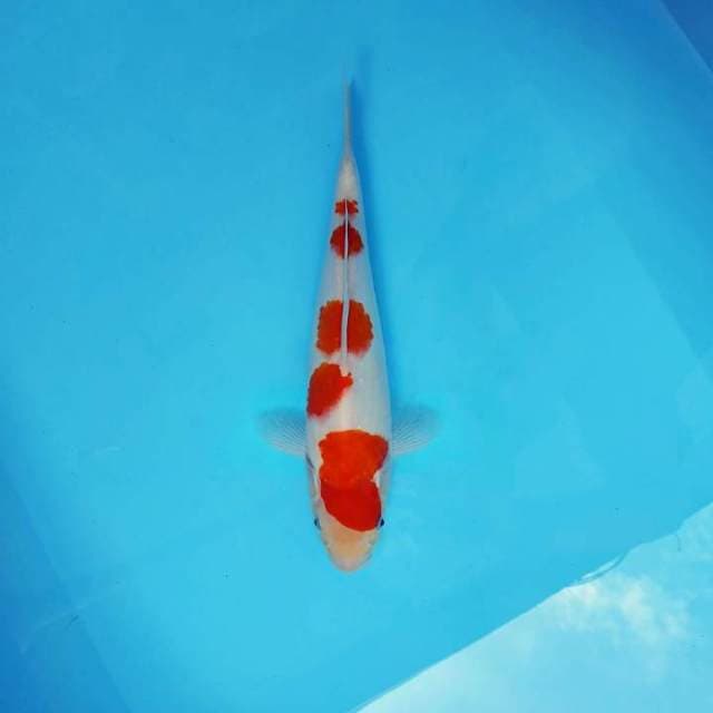SAITAMA 10 ~ KOHAKU 5 STEPS,-