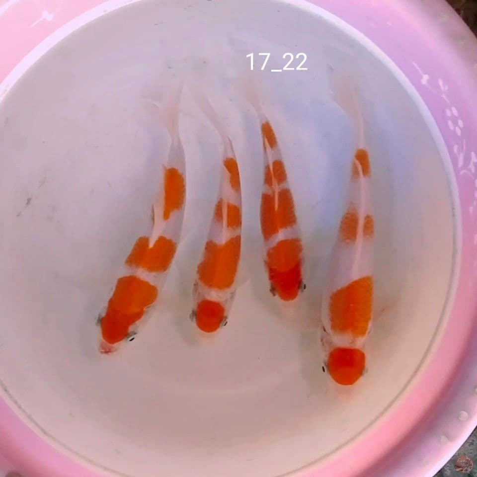 minion kohaku 17_22cm