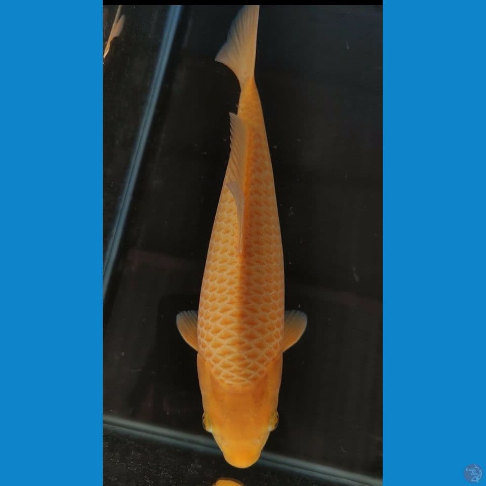 Caramel 30cm Betina fukurin rapi munuk
