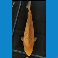 Caramel 30cm Betina fukurin rapi munuk