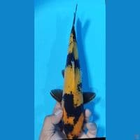KI UTSURI 31CM JANTAN