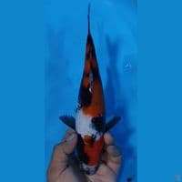 SHOWA 28CM