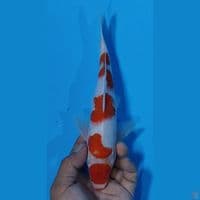 MARUTEN KOHAKU 29CM JANTAN