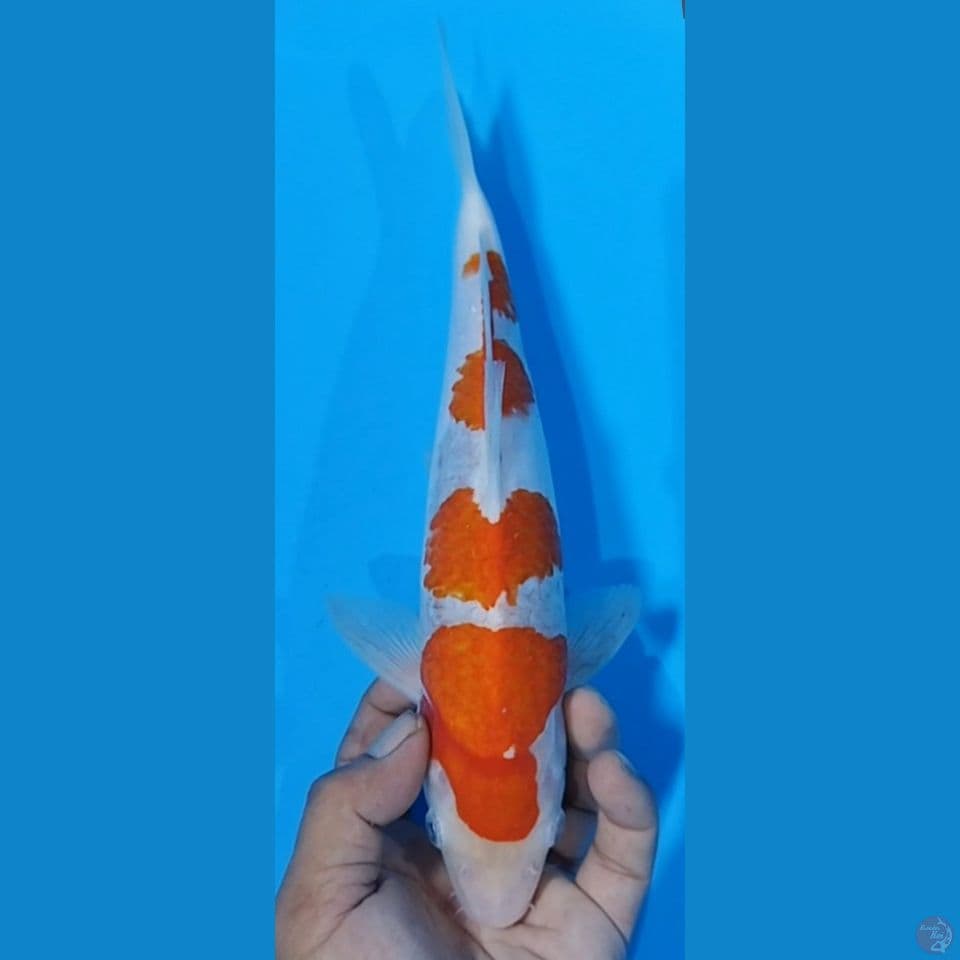 KOHAKU 30CM JANTAN