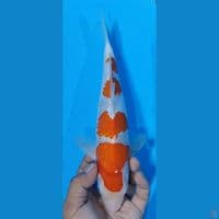 KOHAKU 30CM JANTAN