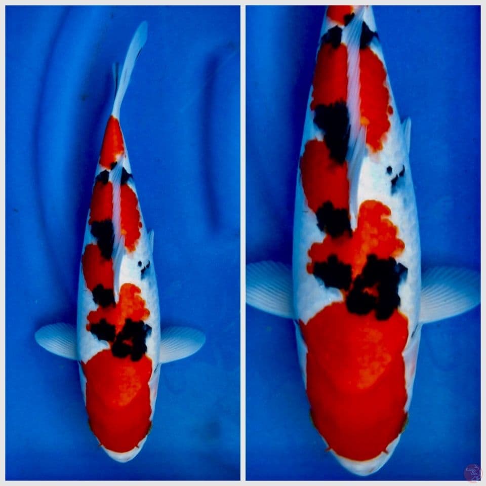 Sanke 35cm female