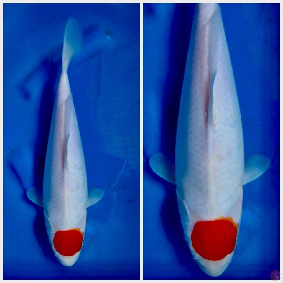 Tancho kohaku 30cm