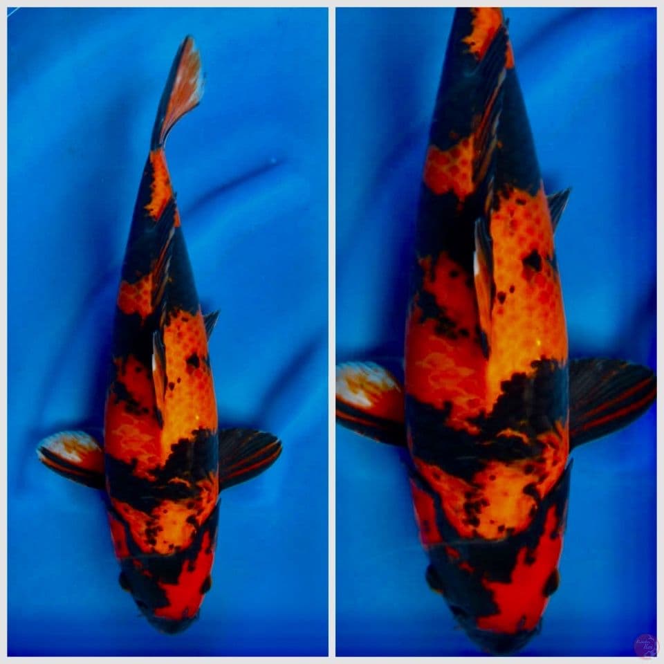Hi utsuri tembus 40cm
