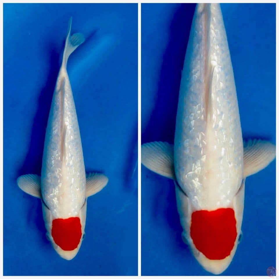 Tancho kohaku gingrin 32cm male