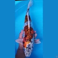 KIKOKURYU 45CM