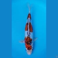KUJAKU DOITSU 42CM