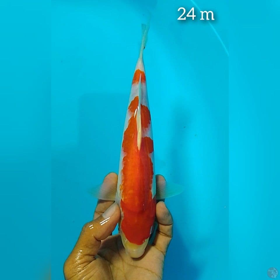 kohaku size : 24 cm m