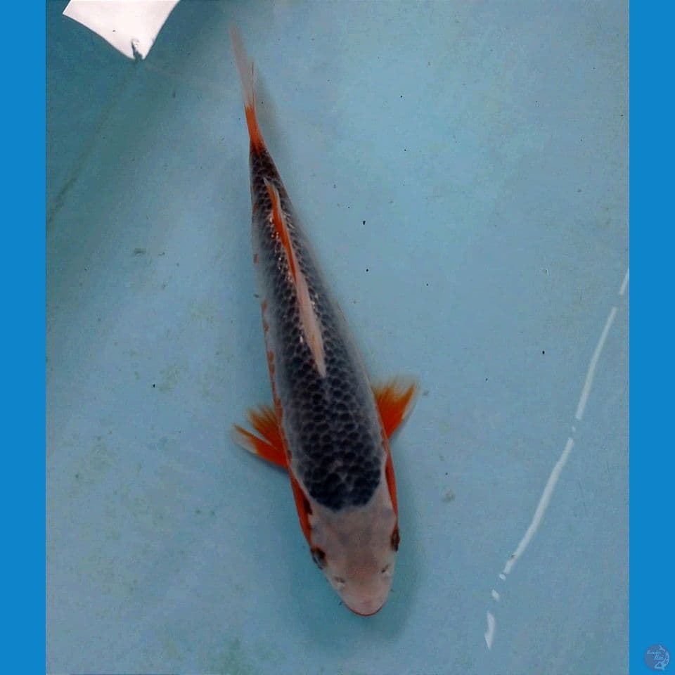 asagi 28 cm