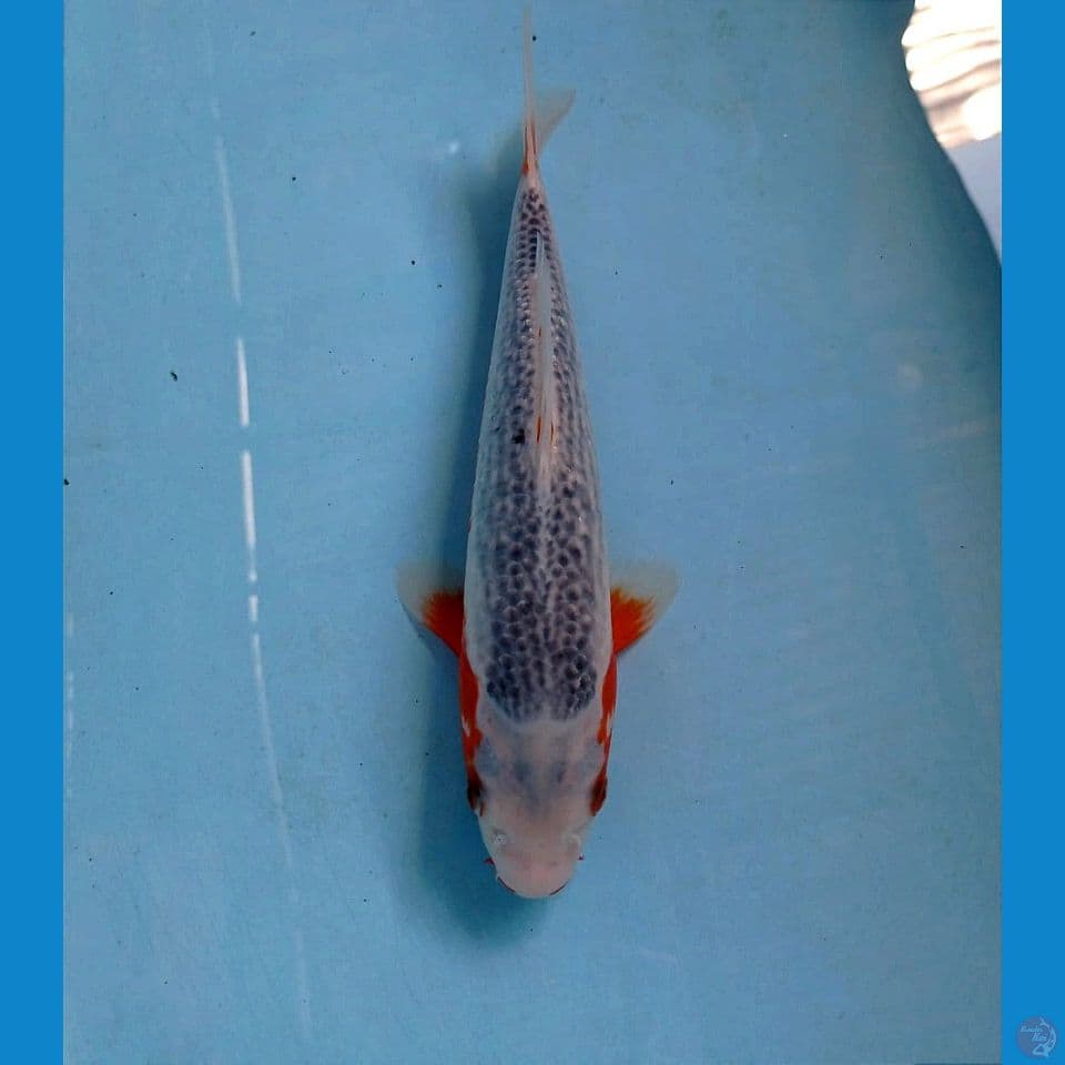 asagi, 27 cm