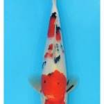Sanke Import 35 bu