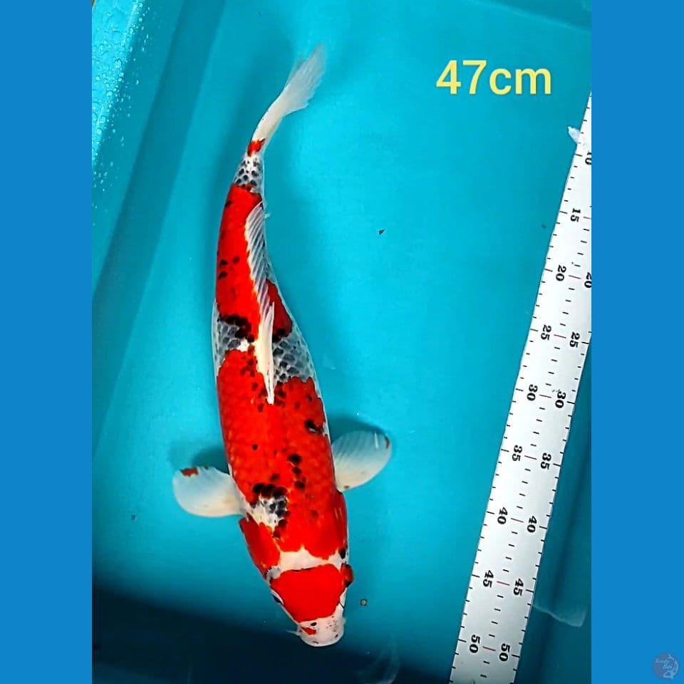 MARUTEN GOSHIKI 47CM FM