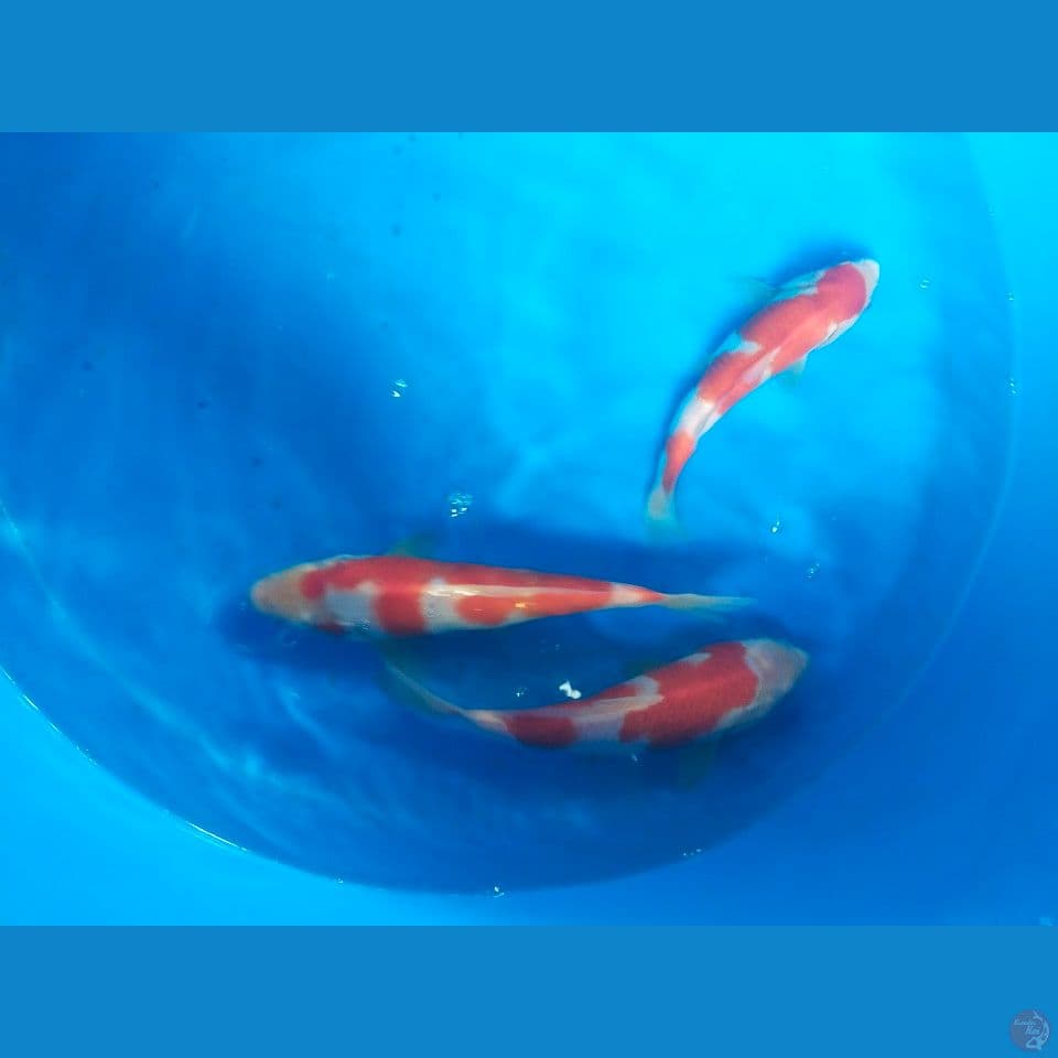 kohaku 21-25 cm