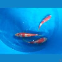 kohaku 21-25 cm