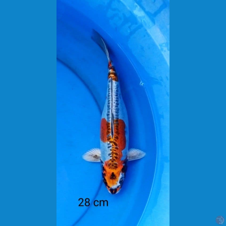 kikokuryu 28 cm