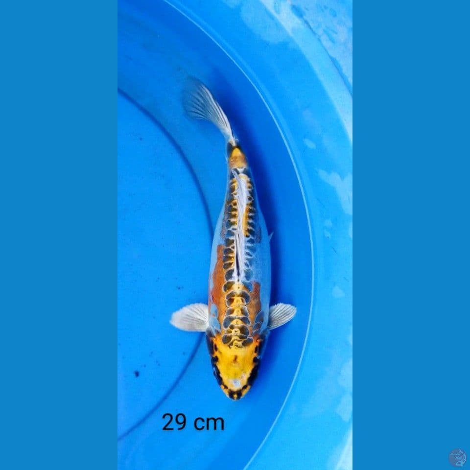 kikokuryu 29 cm