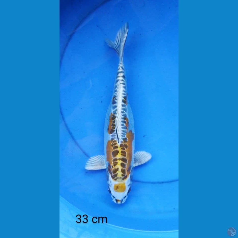 tancho kikokuryu 33 cm