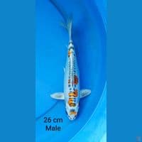 kikokuryu male 26 cm