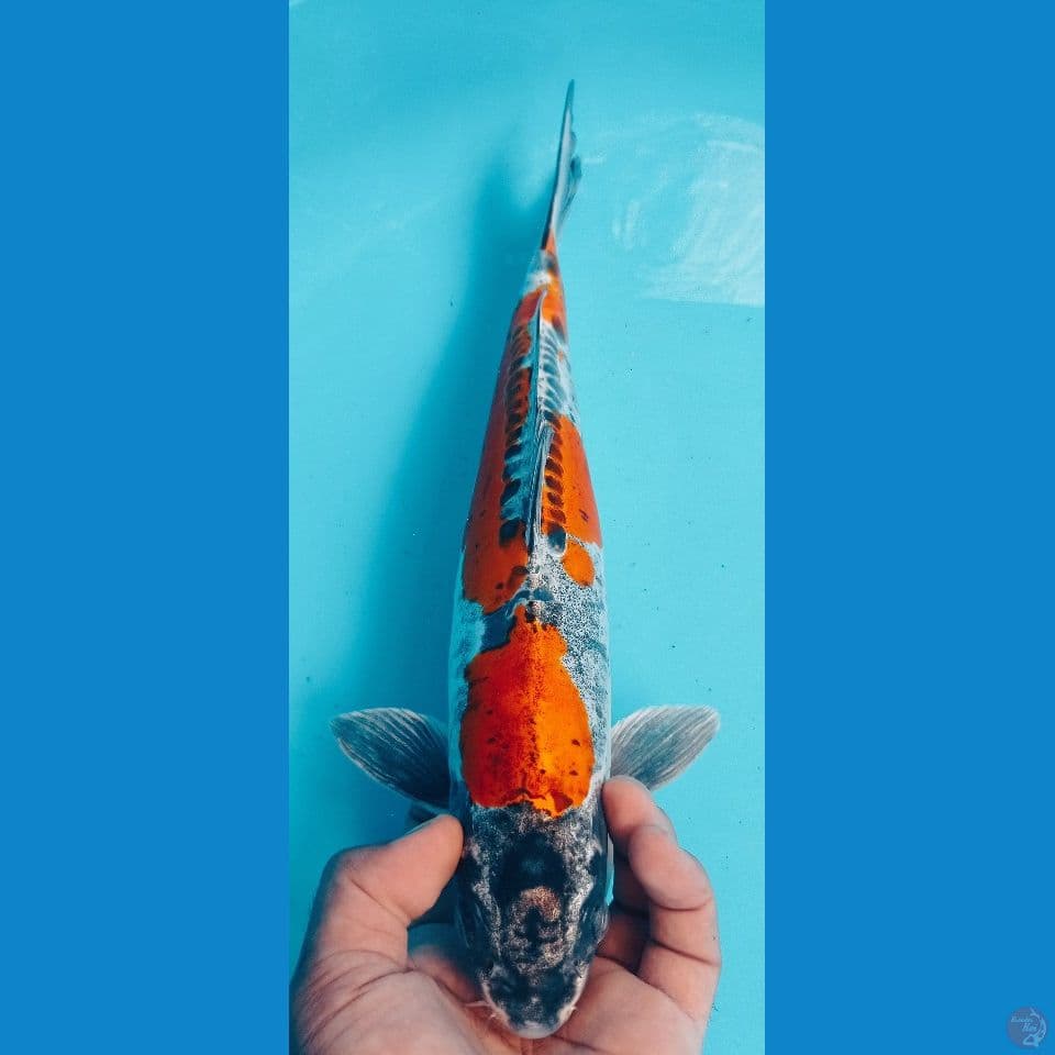 KIKO 35CM