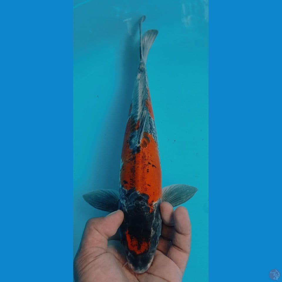 KIKO 35
