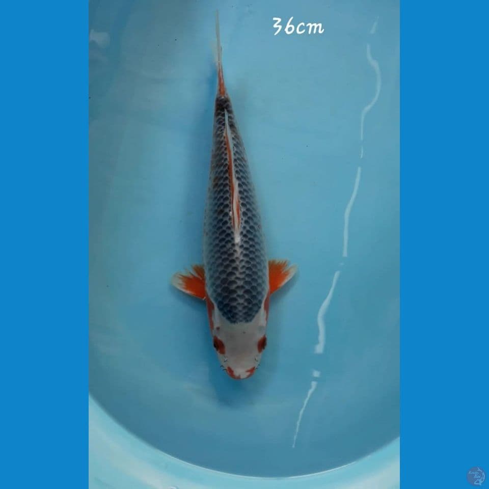 Asagi 36cm