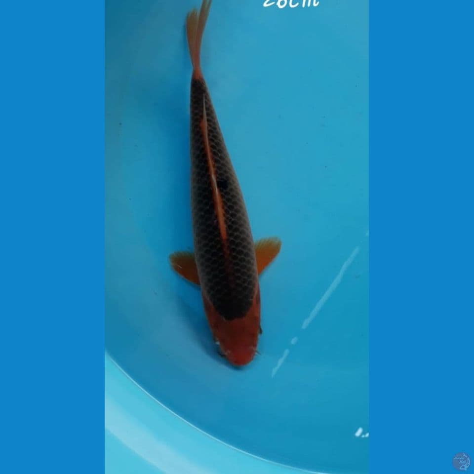 Aka matsuba 26cm