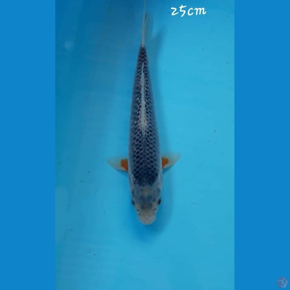 Asagi 25cm