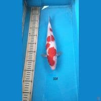 kohaku 33cm f