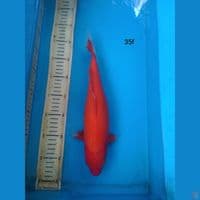 aka hajiro 35cm f