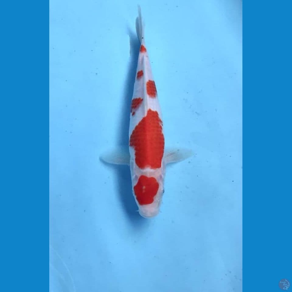 kohaku 26cm