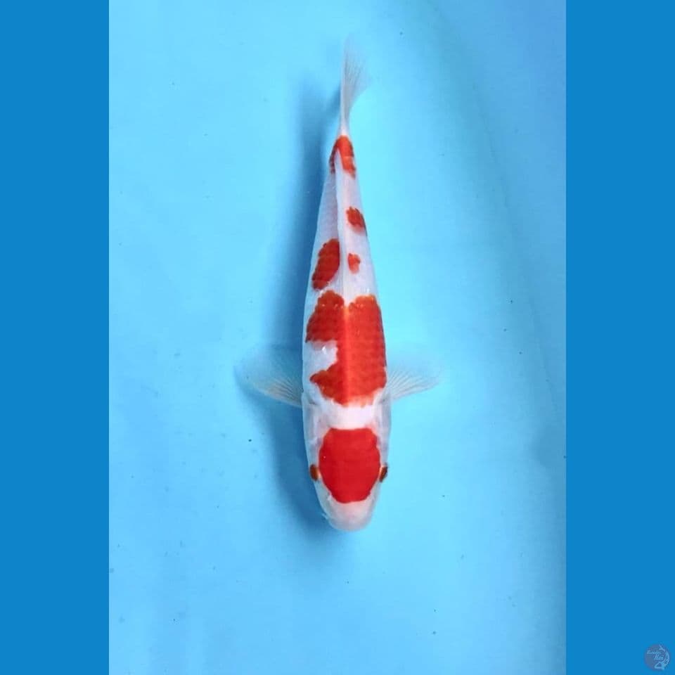 kohaku 25cm